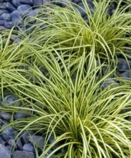 Variegated Japanese Sedge | Carex oshimensis 'Evergold'
