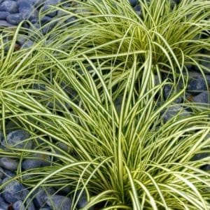 Carex oshimensis Evergold 300x300 - Order Plants Now