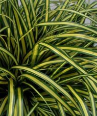 Variegated Japanese Sedge | Carex oshimensis 'Eversheen'