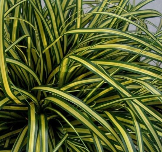 Variegated Japanese Sedge | Carex oshimensis 'Eversheen'