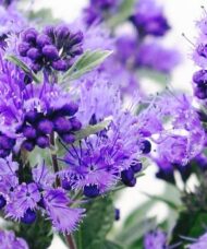 Blue spirea | Bluebeard | Caryopteris x clandonensis 'Dark Knight'