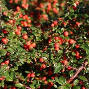 Bearberry cotoneaster | Cotoneaster dammeri 'Coral Beauty'