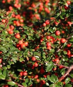 Bearberry cotoneaster | Cotoneaster dammeri 'Coral Beauty'