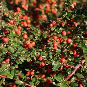 Bearberry cotoneaster | Cotoneaster dammeri 'Coral Beauty'