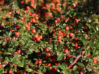 Bearberry cotoneaster | Cotoneaster dammeri 'Coral Beauty'