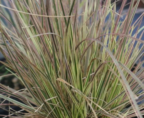 Variegated Tufted Hair Grass | Deschampsia cespitosa 'Northern Lights'
