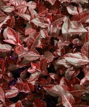 Euonymus fortunei 'Coloratus'