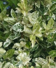 Harlequin Wintercreeper | Euonymus fortunei 'Harlequin'