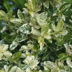 Euonymus fortunei Harlequin 300x300 - Order Plants Now