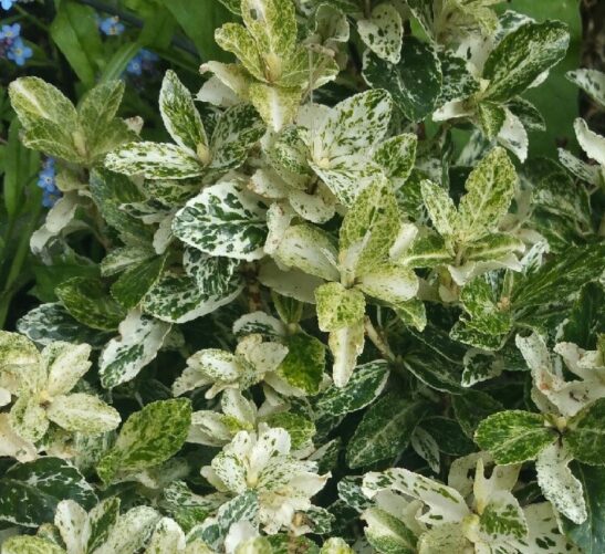 Harlequin Wintercreeper | Euonymus fortunei 'Harlequin'