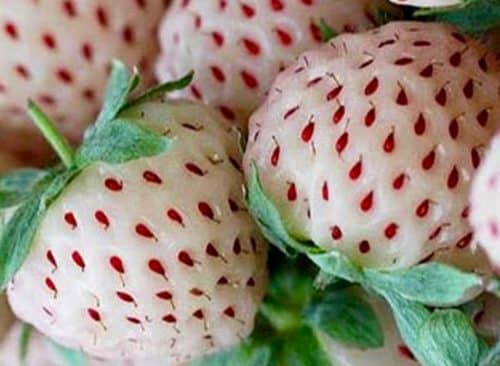 Pine Berry | White Strawberry | Fragaria x 'Albino'