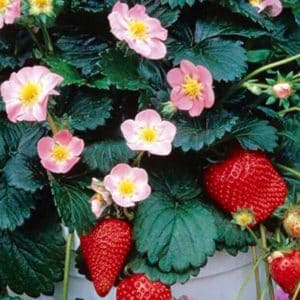 Pink Flowered Strawberry | Fragaria x 'AC Rosalyne'