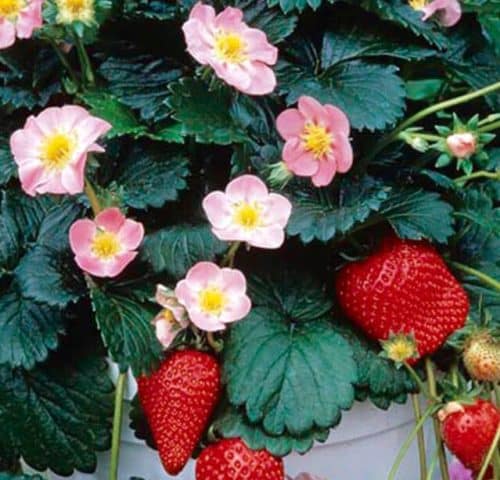 Pink Flowered Strawberry | Fragaria x 'AC Rosalyne'