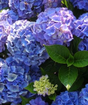 Hydrangea macrophylla - hydrangea in bloom