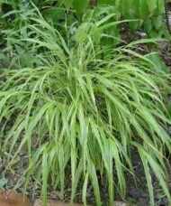 Hakonechloa macra 'Albostriata'