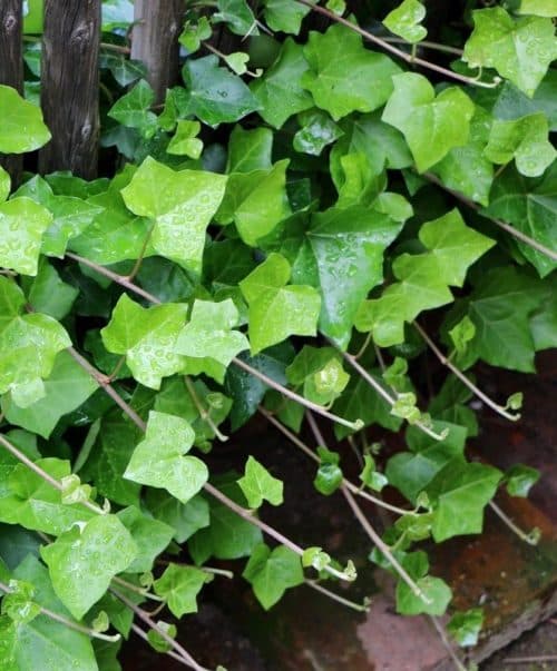 English Ivy | Common Ivy | European Ivy | Hedera Helix