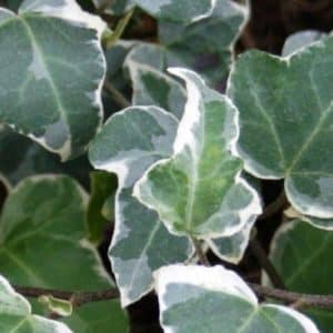 variegated hardy ivy - slow growing ivy