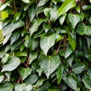 Hardy Climbing Ivy | Hedera pastuchovii