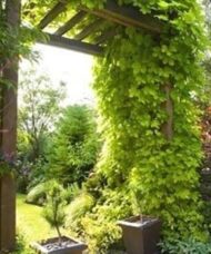 Humulus lupulus 'Bianca'