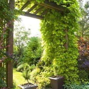 Humulus-lupulus-Bianca