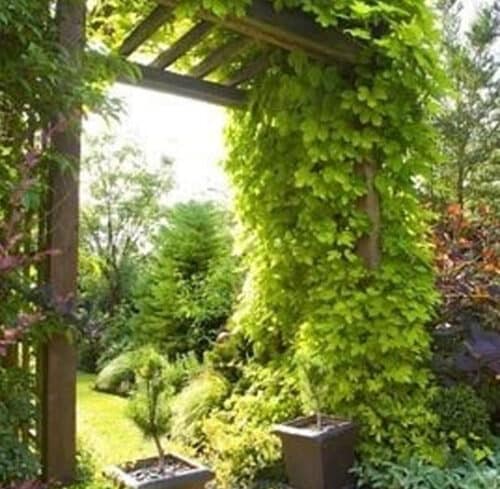 Humulus-lupulus-Bianca