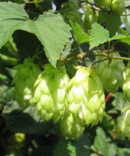 Nugget Hops plant hops hanging on the vine