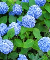 Nikko Blue Hydrangea flowers