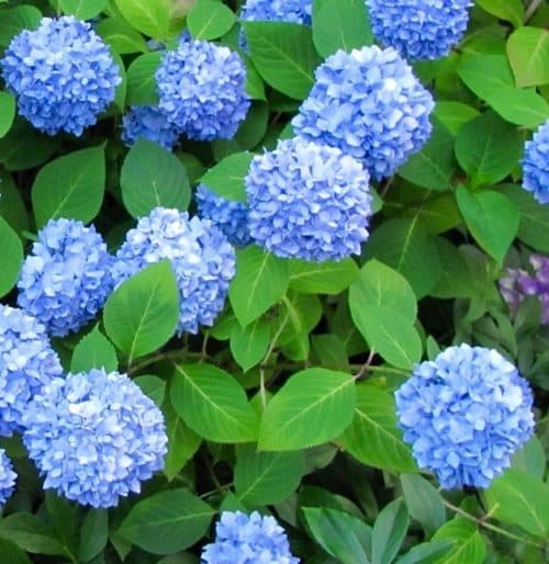 Nikko Blue Hydrangea flowers