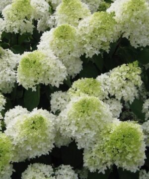 Panicle Hydrangea FOR SALE | Hydrangea paniculata 'Phantom'