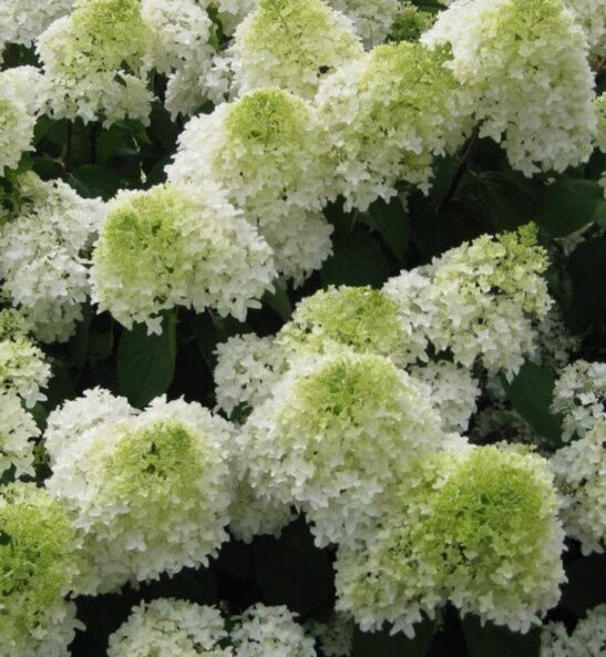 Panicle Hydrangea FOR SALE | Hydrangea paniculata 'Phantom'