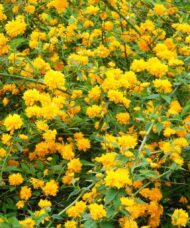 Double Flowered Japanese Kerria | Kerria japonica 'Pleniflora