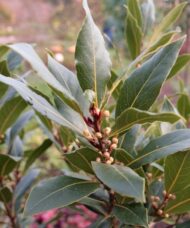 Bay Laurel Plant FOR SALE | Bay Leaf Tree | Laurus nobilis