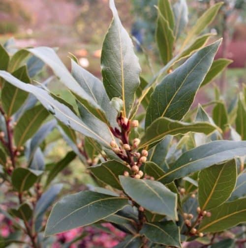 Bay Laurel Plant FOR SALE | Bay Leaf Tree | Laurus nobilis