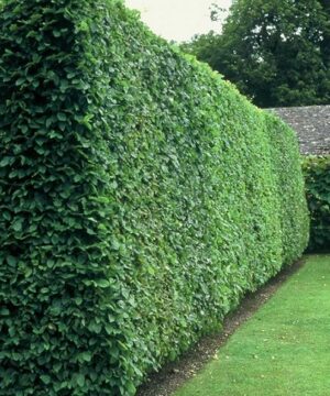 Ligustrum vulgare