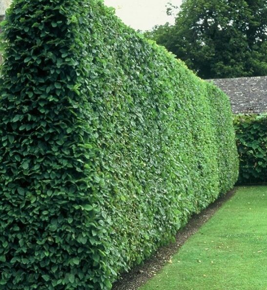 Ligustrum vulgare-common privet