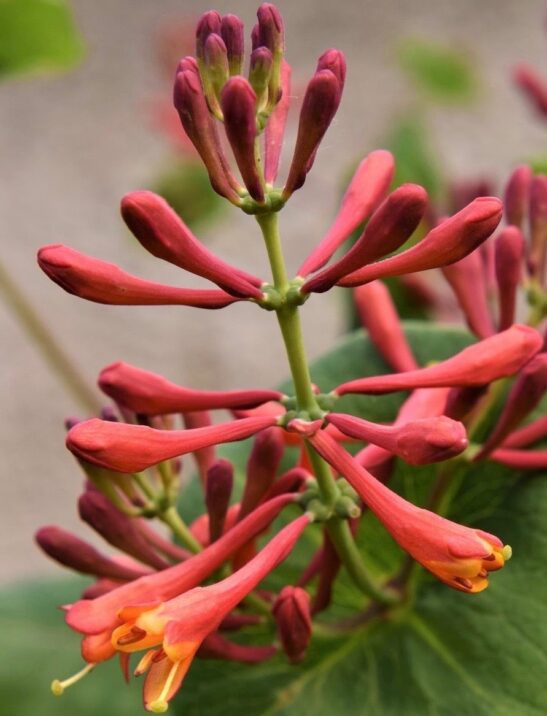 Trumpet Honeysuckle - Lonicera-brownii-Dropmore-Scarlet orange trumpet honeysuckle
