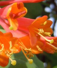 Dropmore Scarlet Trumpet Honeysuckle | Lonicera × brownii