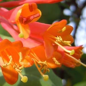 Dropmore Scarlet Trumpet Honeysuckle | Lonicera × brownii