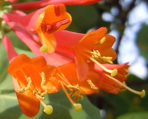 Dropmore Scarlet Trumpet Honeysuckle | Lonicera × brownii