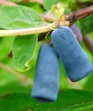 Berry Blue Honeyberry Plants | Lonicera caerulea 'Berry Blue'