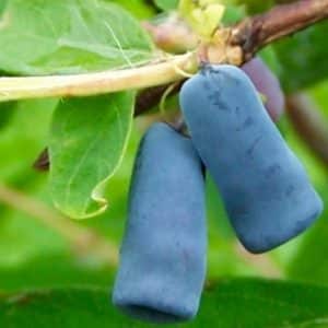 Berry Blue Honeyberry Plants | Lonicera caerulea 'Berry Blue'