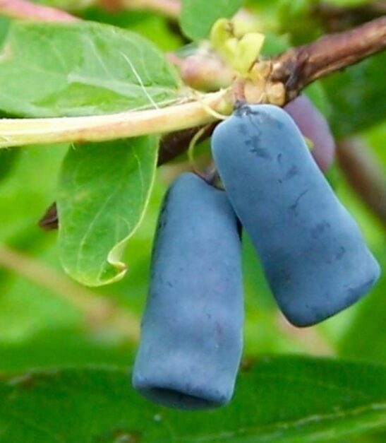 Berry Blue Honeyberry Plants | Lonicera caerulea 'Berry Blue'