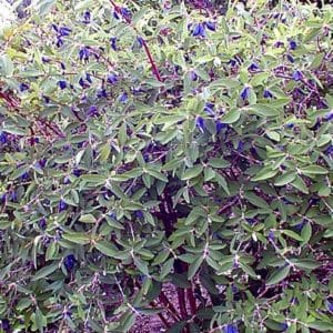 haskap bush plant - lonicera caerulea 'Berry Blue'