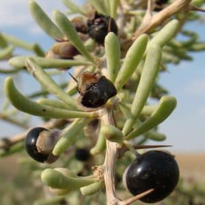 Black Goji Berry Plants FOR SALE | Lycium ruthenicum