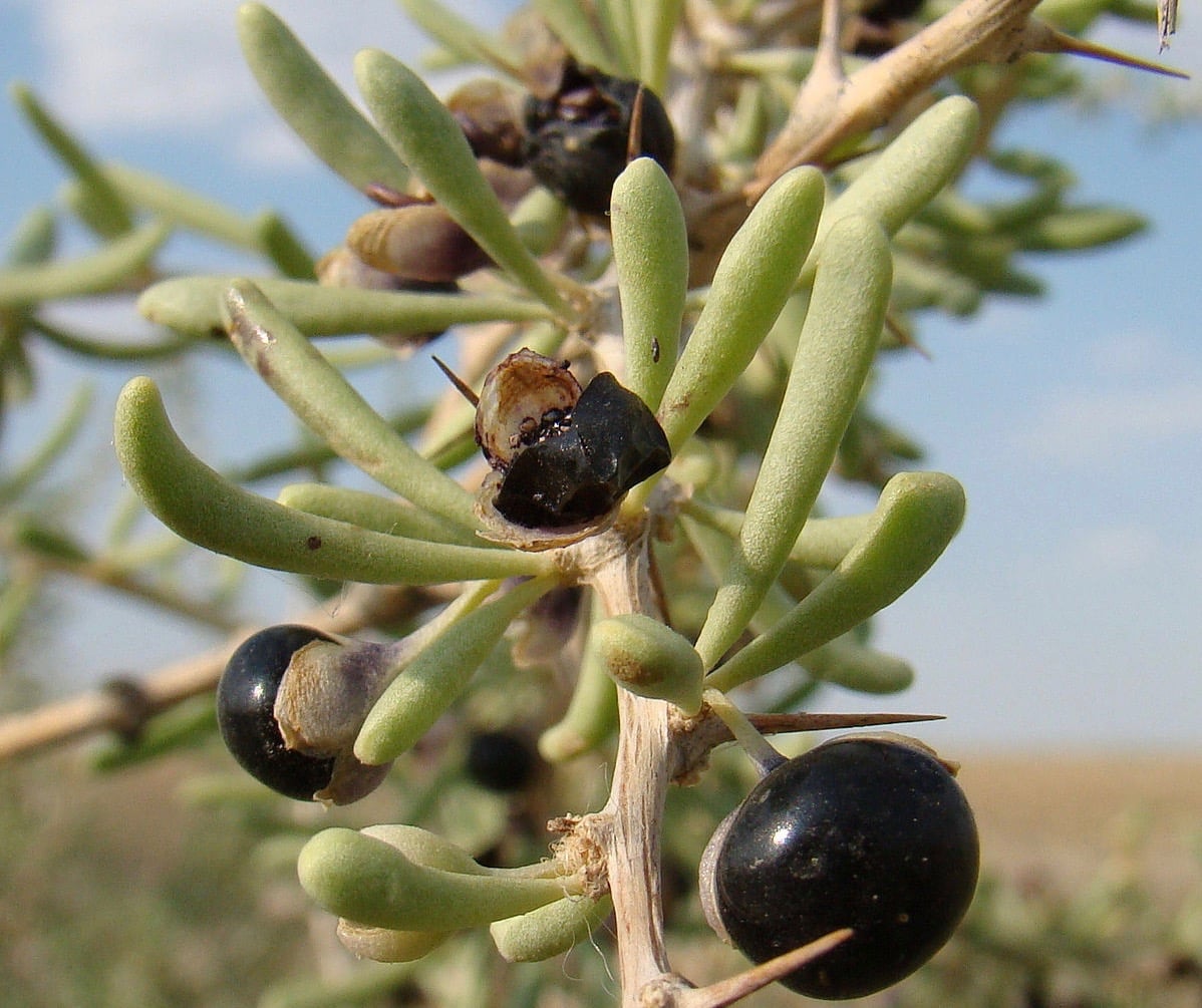 1 Black Goji berry Rare Large plant Lycium ruthenicum 