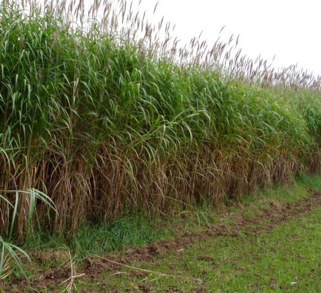 Giant Chinese Silver Grass Miscanthus x giganteus CANADA
