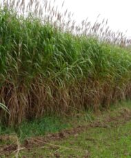 Giant Chinese Silver Grass | Miscanthus x giganteus