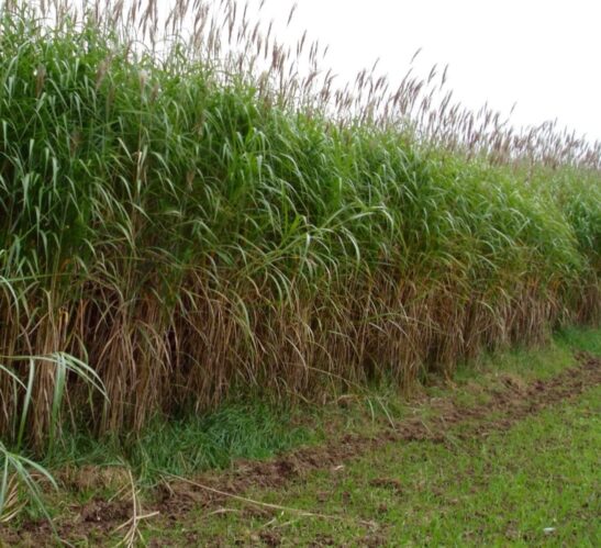 Giant Chinese Silver Grass | Miscanthus x giganteus