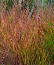 BUY FLAME GRASS | Miscanthus sinensis 'Purpurascens'