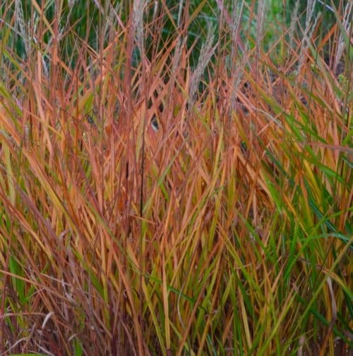 BUY FLAME GRASS | Miscanthus sinensis 'Purpurascens'